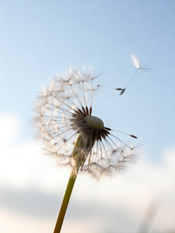 蒲公英随风飘散图片