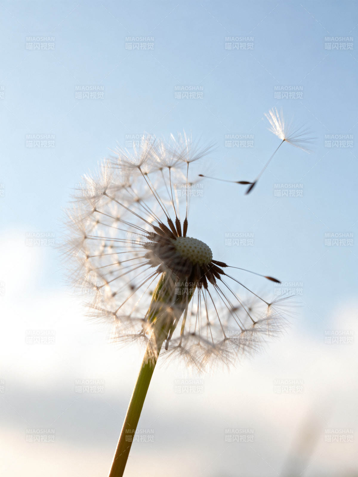 蒲公英随风飘散图片