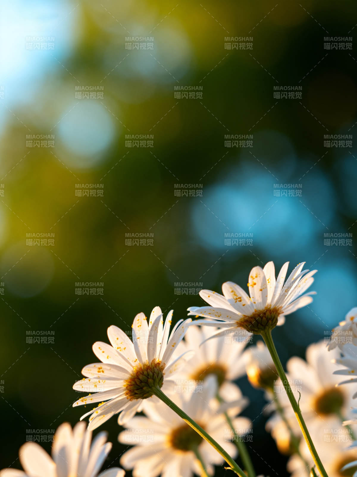 阳光下的雏菊绽放图片