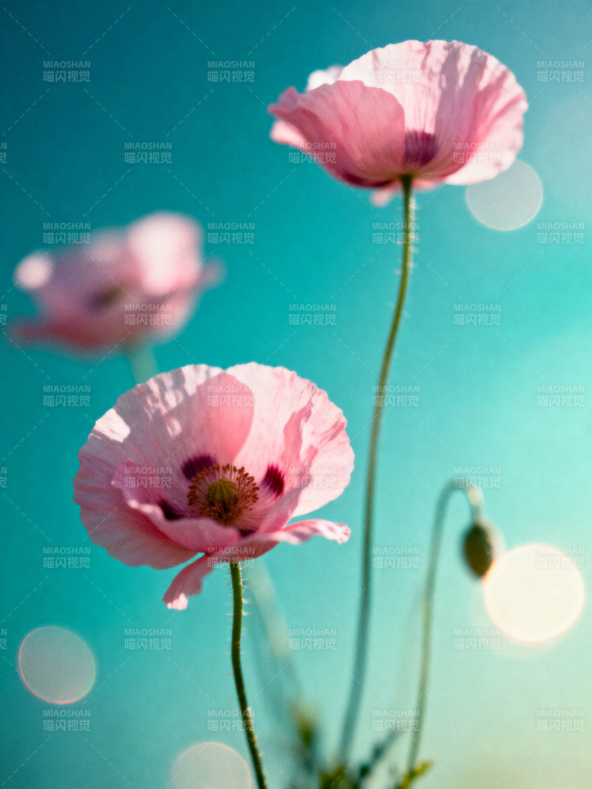 粉罂粟映青空 柔光梦幻境图片