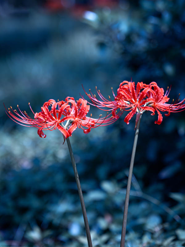 红石蒜幽蓝背景绽放图片