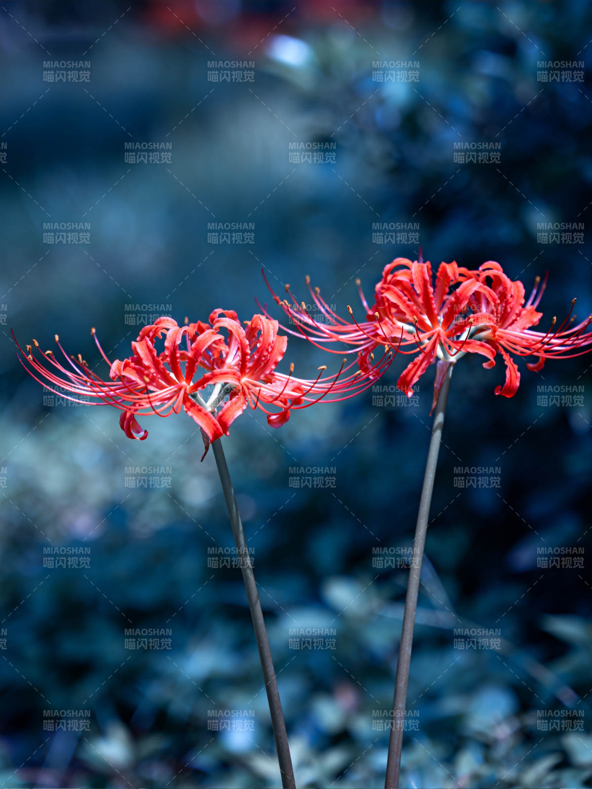红石蒜幽蓝背景绽放图片