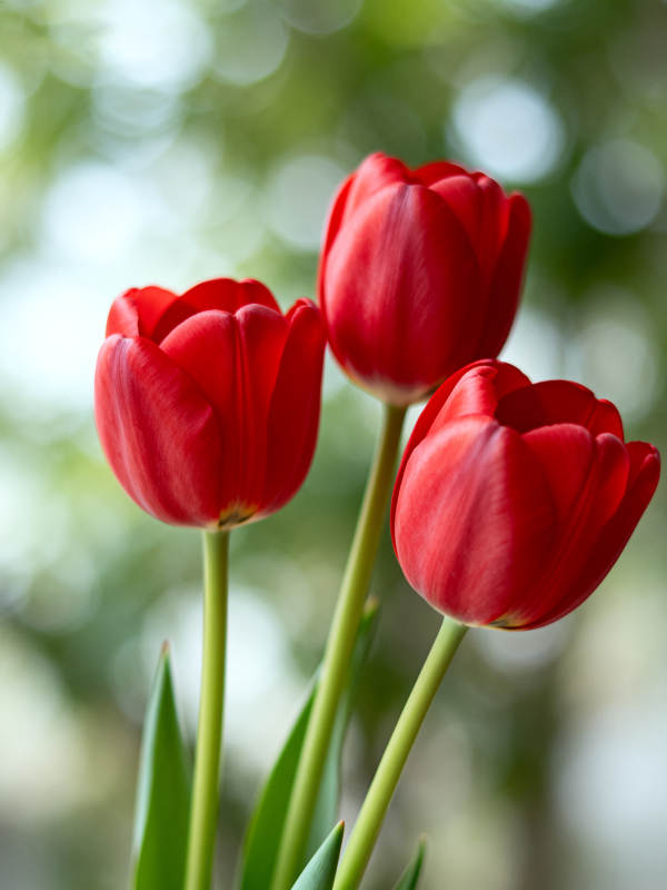 三朵红 tulip 春日绽放图片