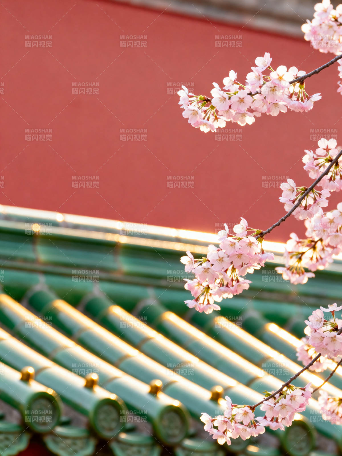 红墙绿瓦映樱花图片