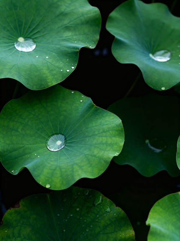 荷叶承露 碧绿生凉图片