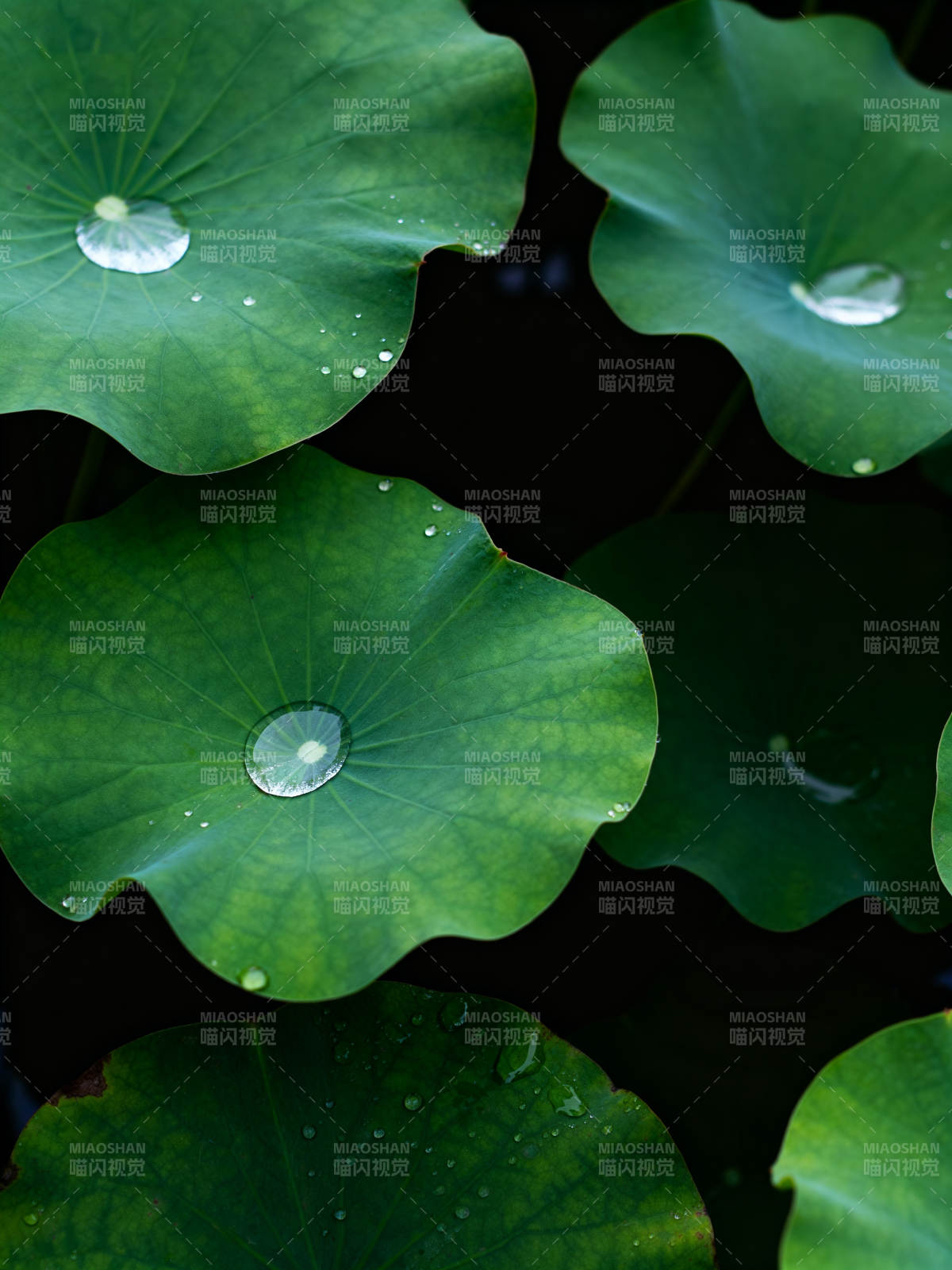 荷叶承露 碧绿生凉图片