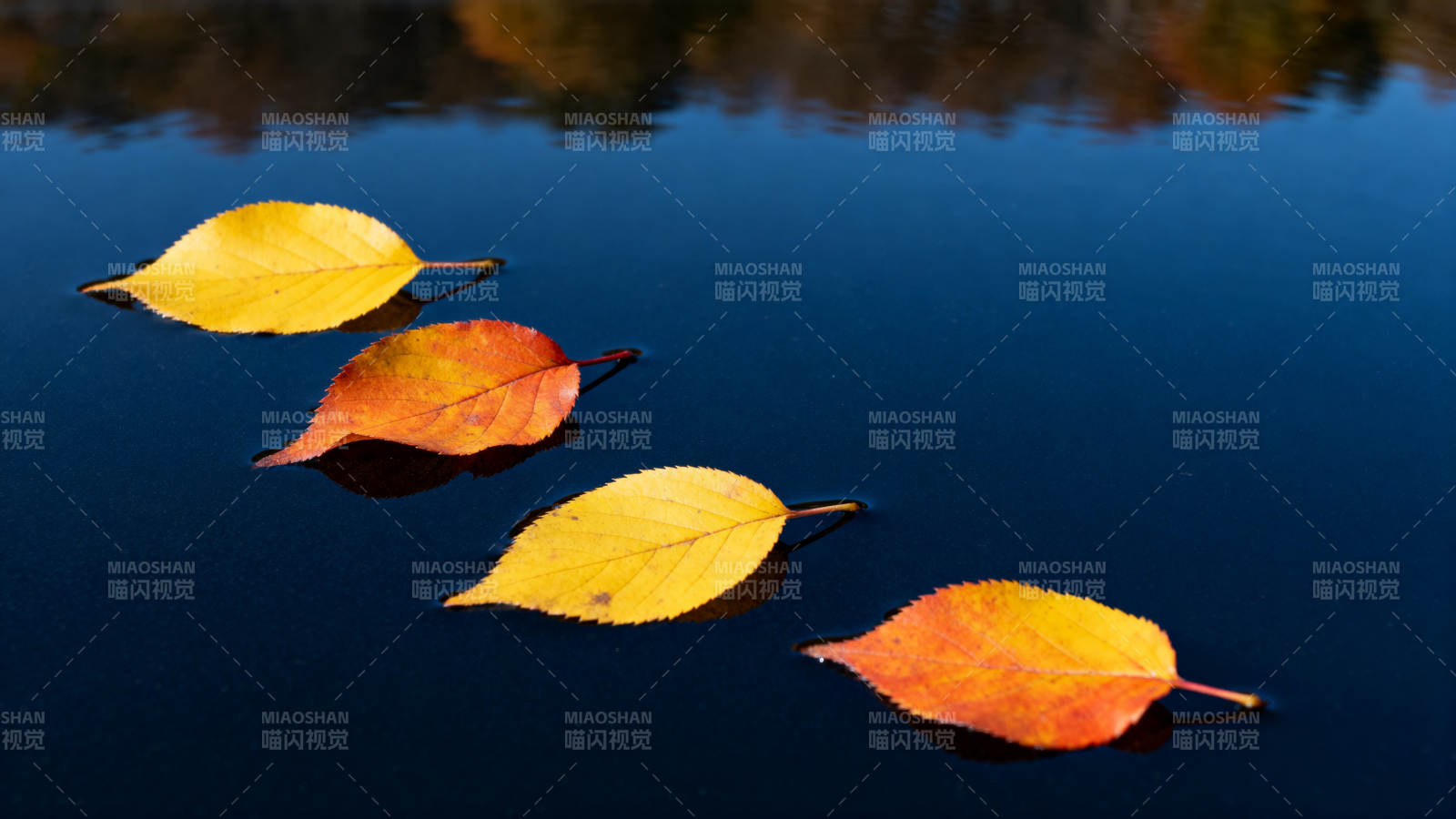 秋叶浮水 静美如画图片