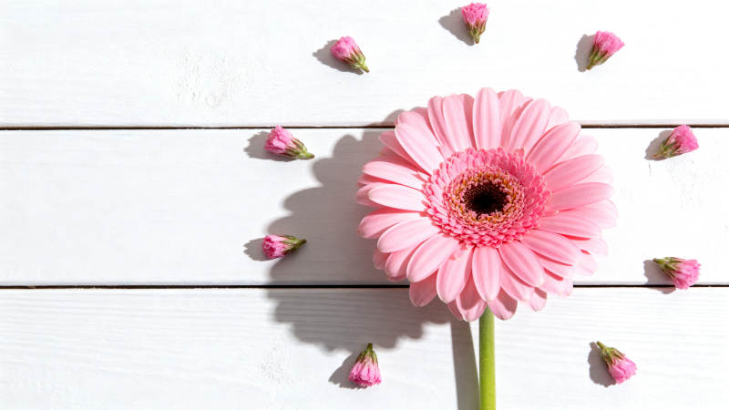 粉菊静绽 散落花瓣伴白木图片