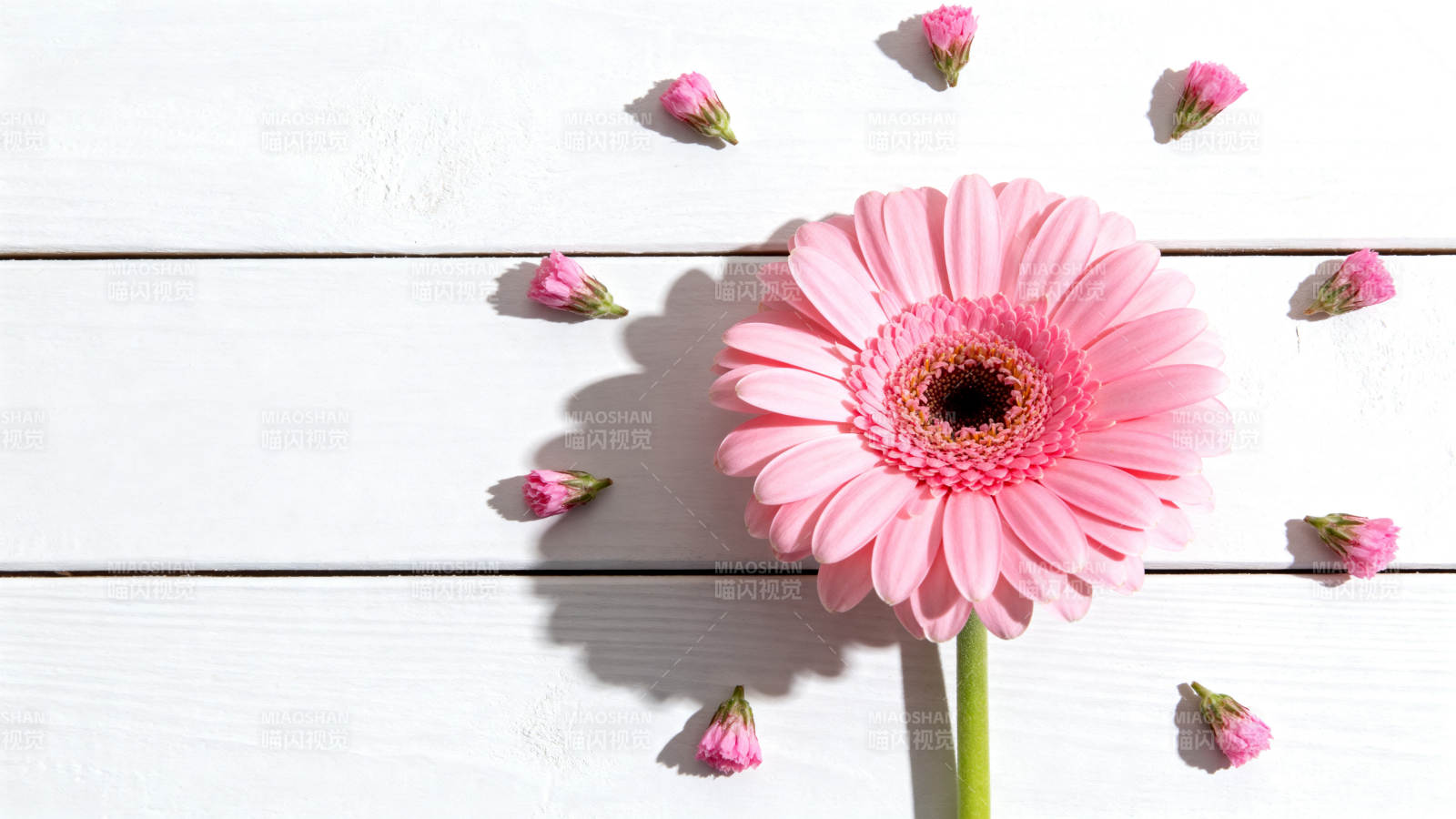 粉菊静绽 散落花瓣伴白木图片