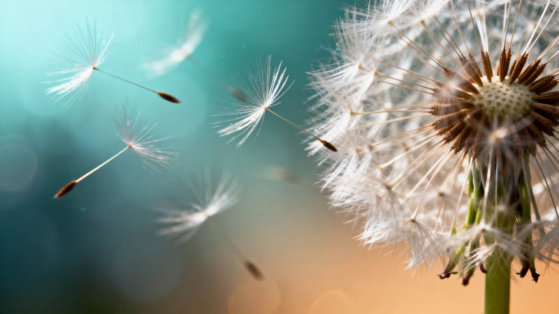 蒲公英随风飘散图片