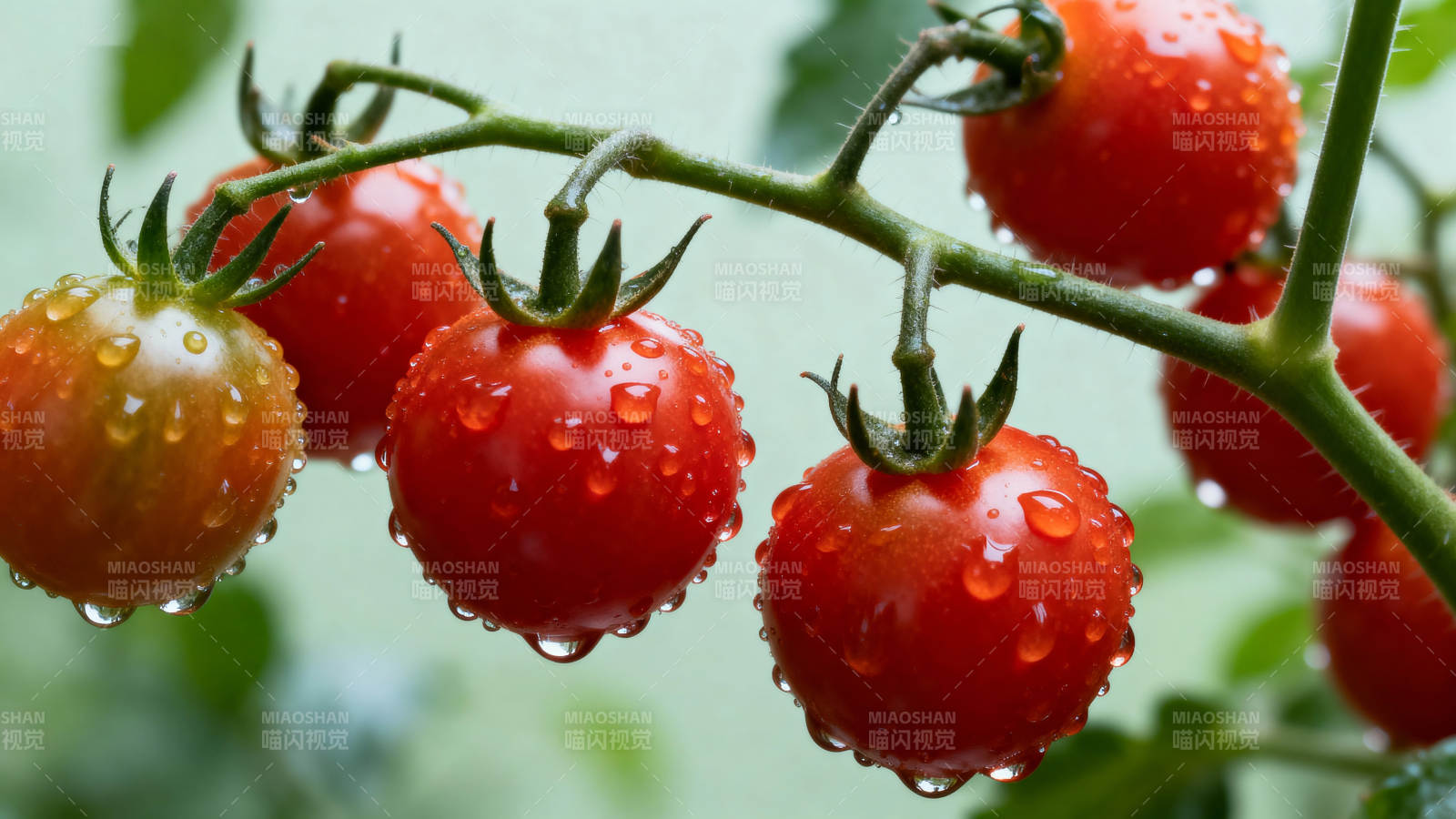 雨后樱桃番茄 晶莹欲滴图片
