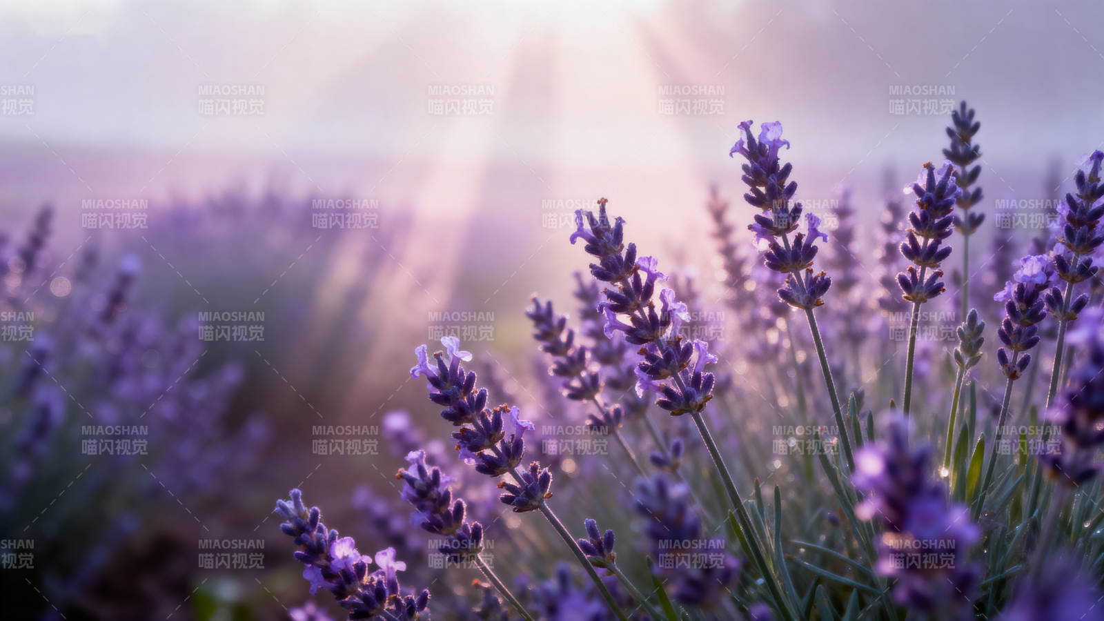 晨光中的薰衣草田图片