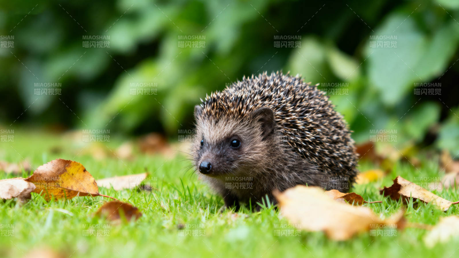 刺猬秋叶间漫步图片