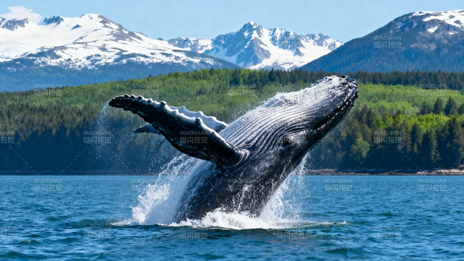 鲸跃山海间图片