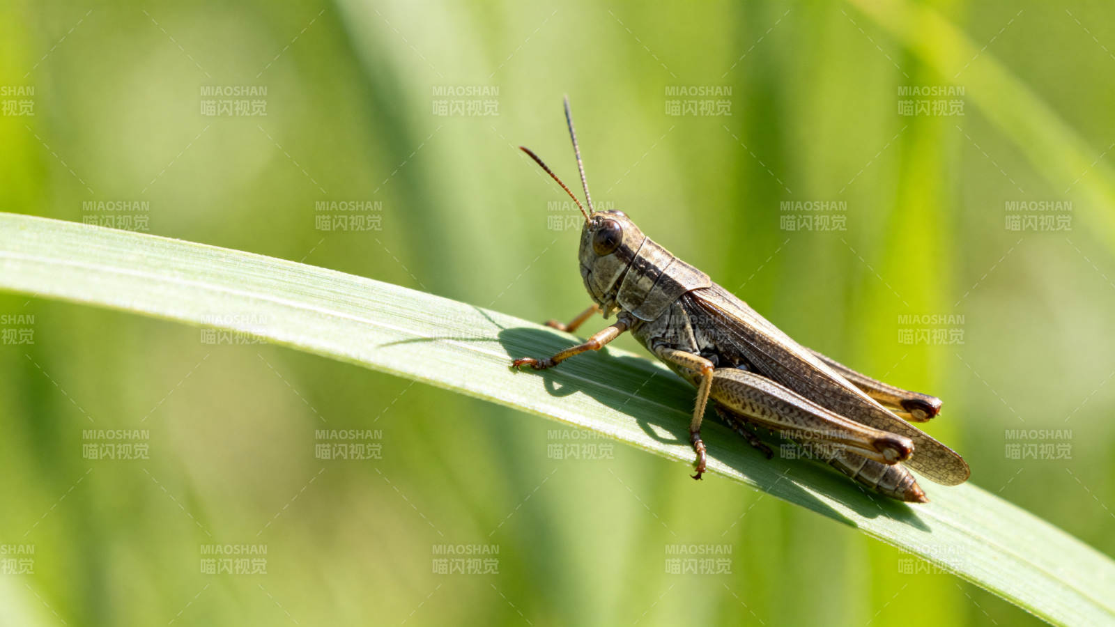 草叶上的蝗虫特写图片