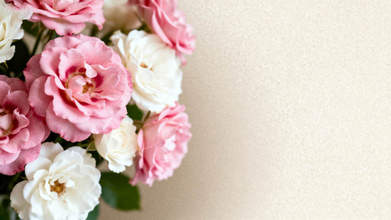 粉白玫瑰 温柔绽放图片