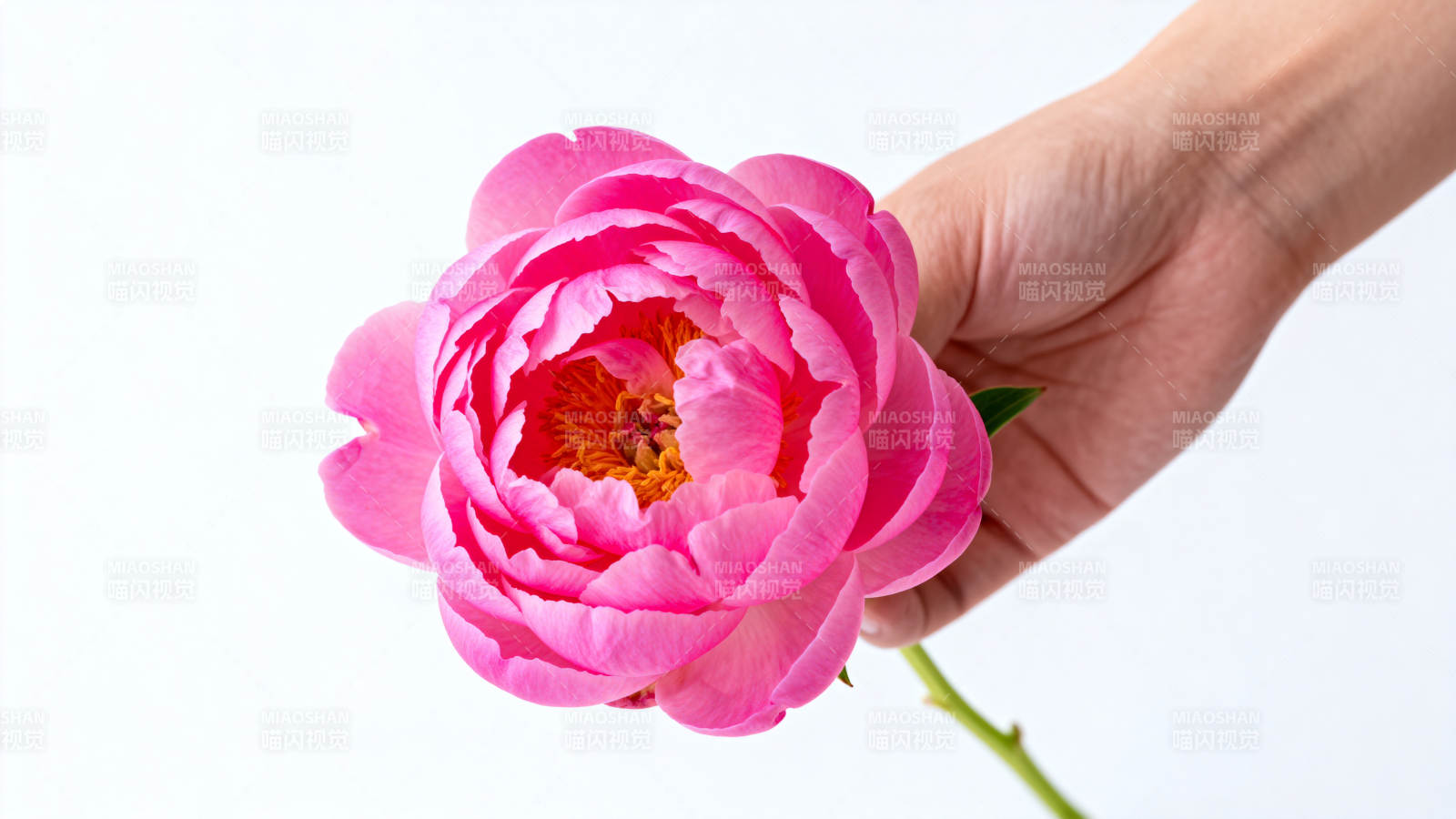 手捧粉牡丹 温柔绽放美图片