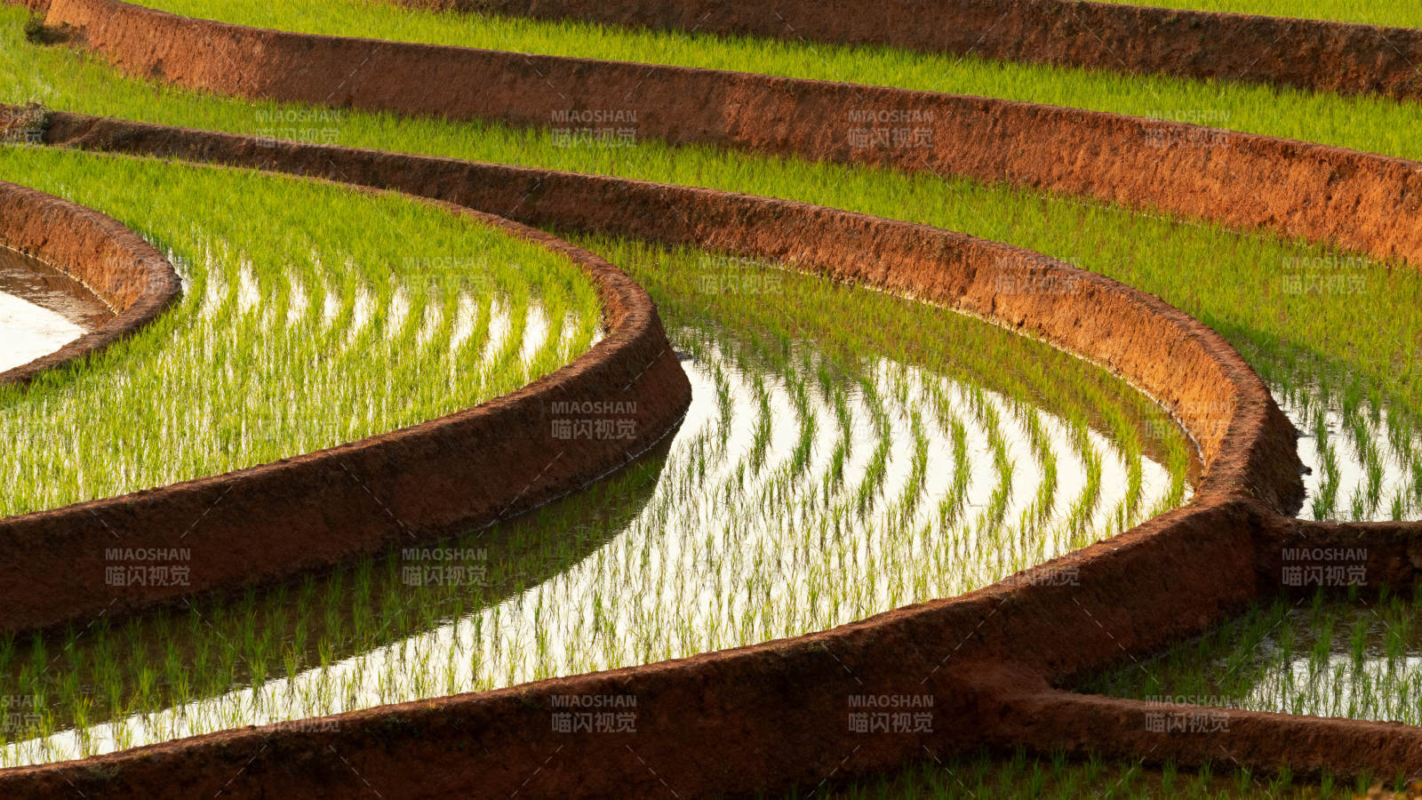梯田如镜 绿浪层层叠图片