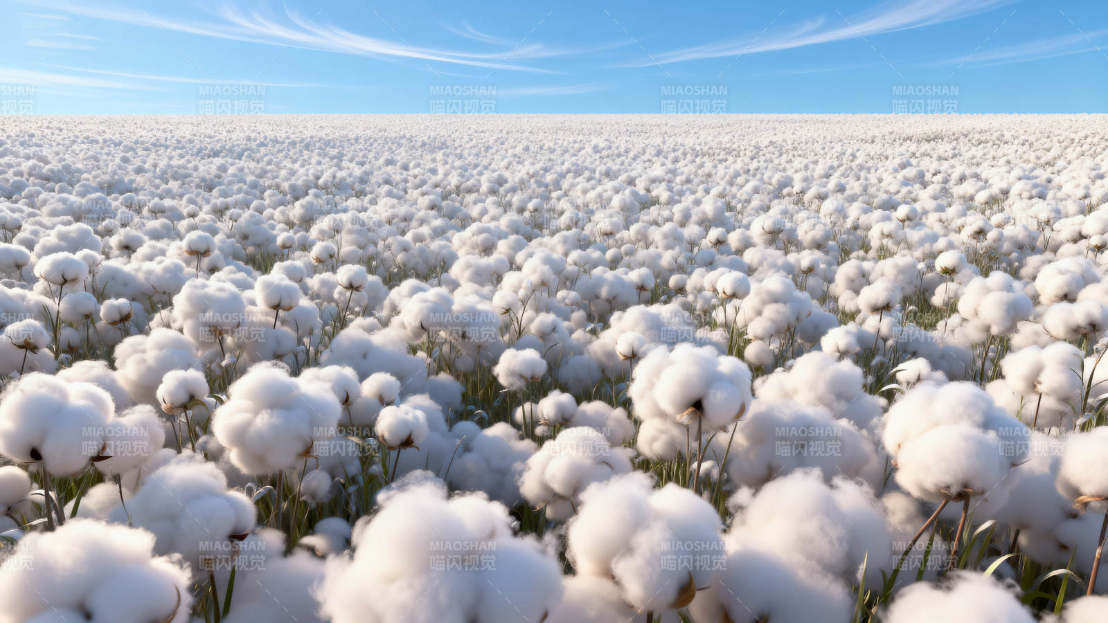 棉海无垠 白云落地图片