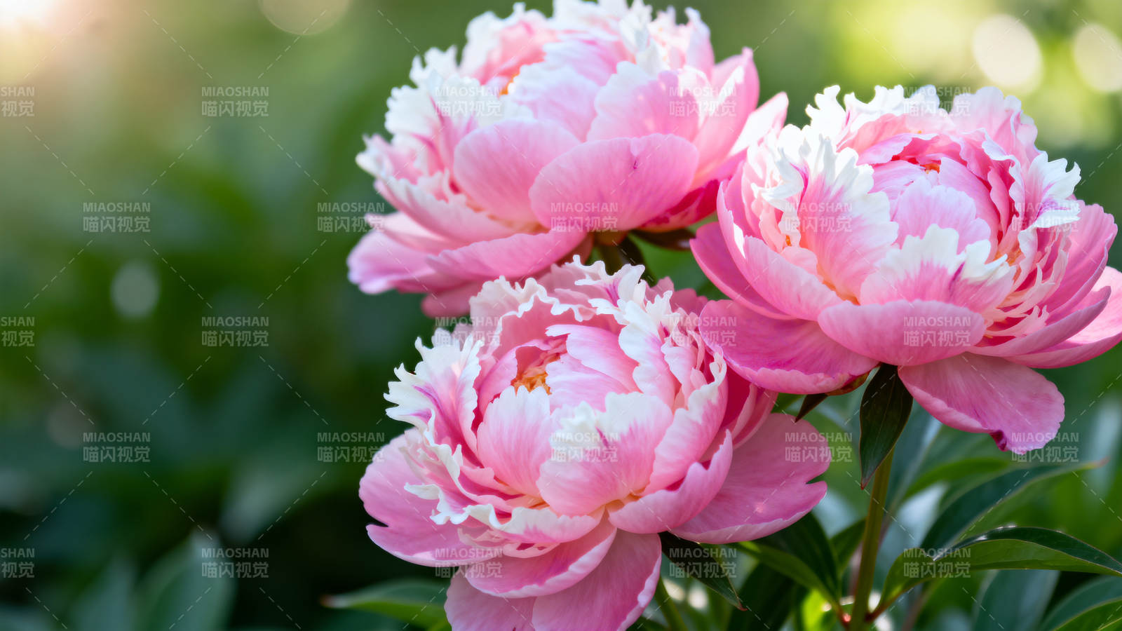 粉牡丹绽放 柔美动人图片