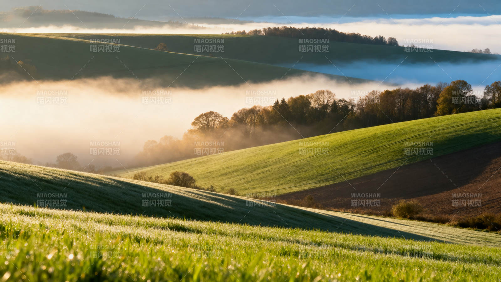 晨雾绕绿野 山丘沐金光图片
