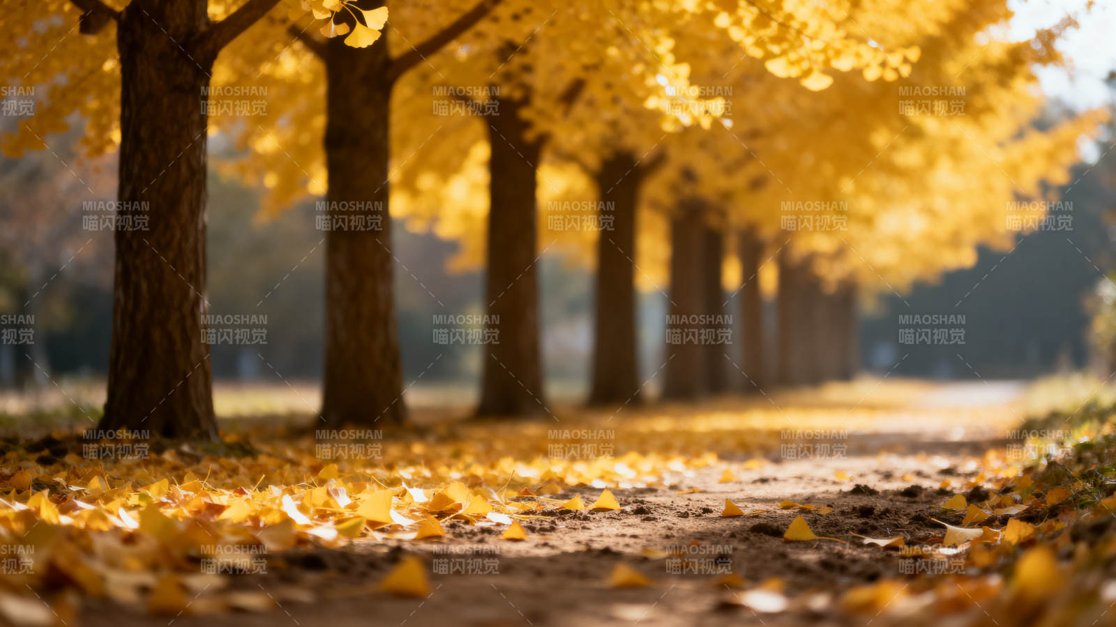 秋日金径 落叶铺满小径图片