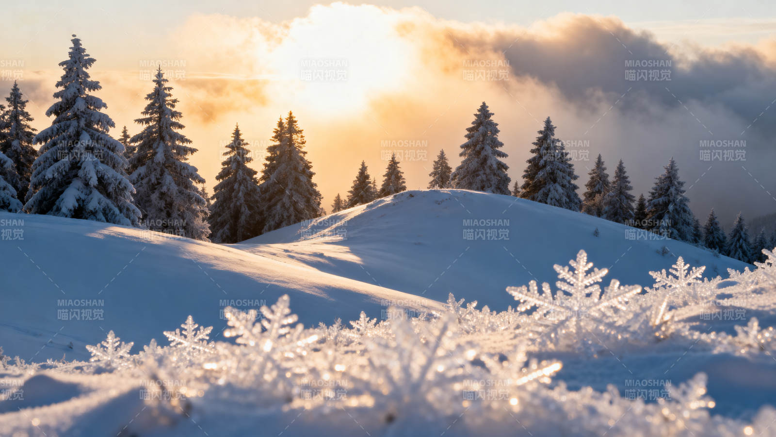 雪松映夕阳 晶霜耀寒冬图片