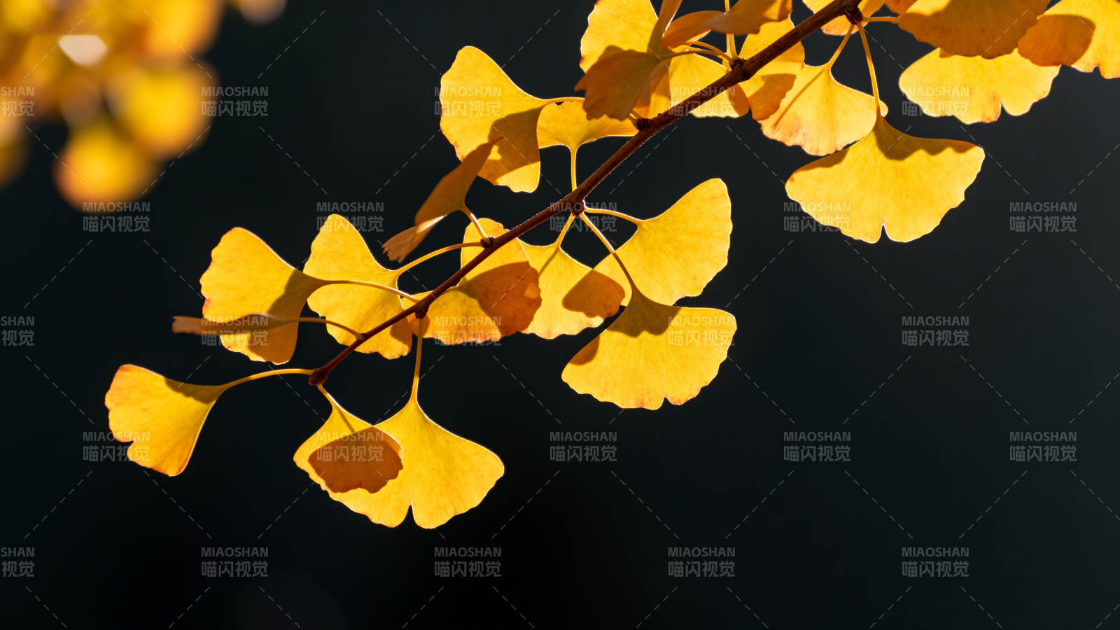 秋阳下的银杏叶图片