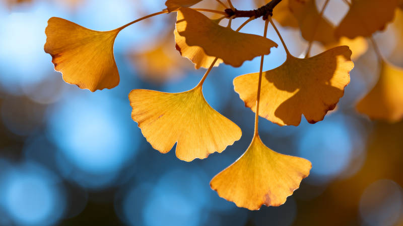 秋阳下的银杏叶图片