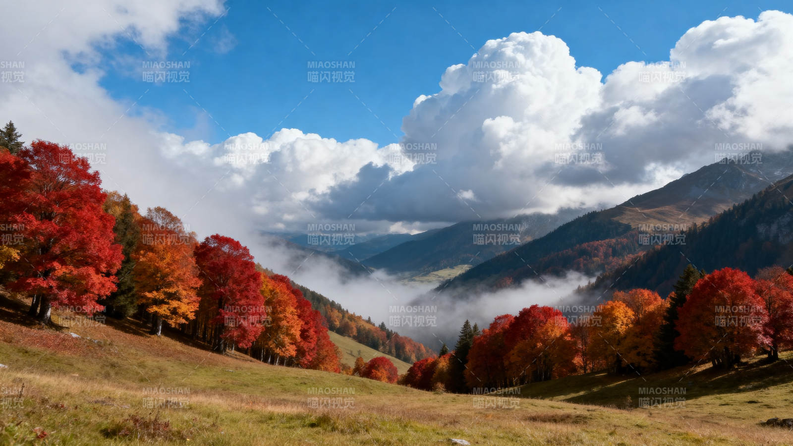 秋山红叶映云海图片