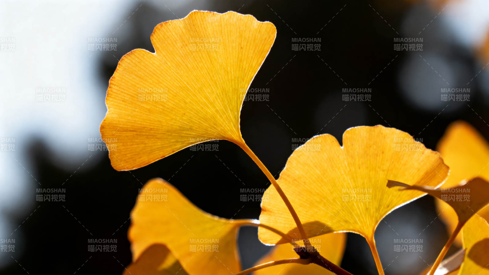 金黄银杏叶 秋日暖阳照图片