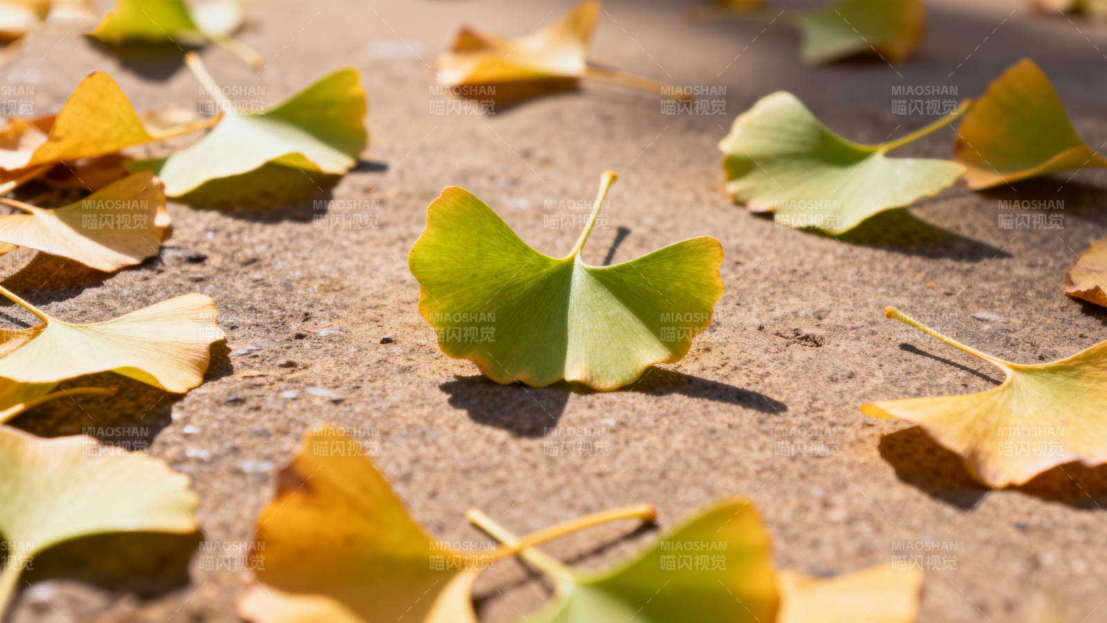 秋叶静美 银杏铺地图片