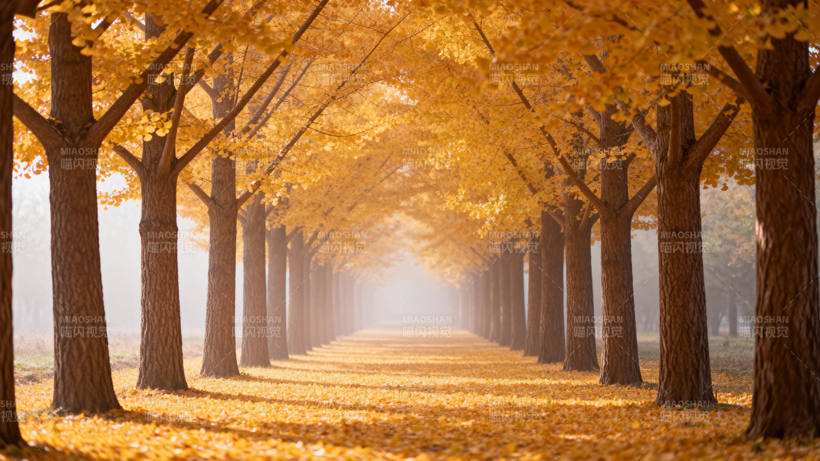 金黄林荫道 秋意浓如诗图片