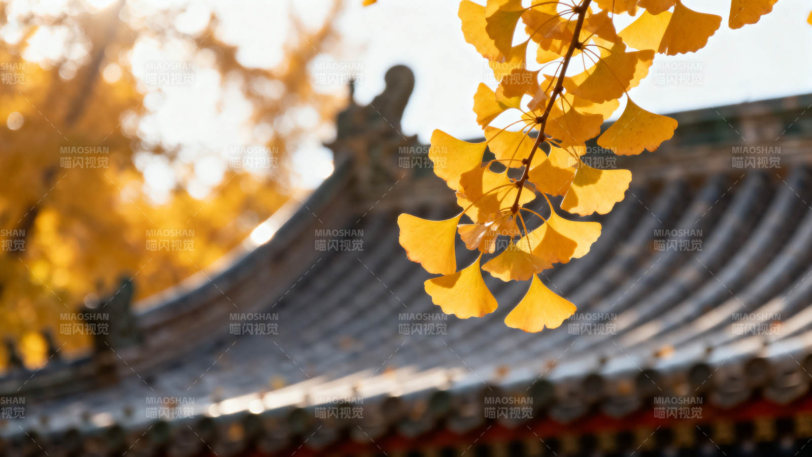 秋叶映古檐 金扇舞晴空图片