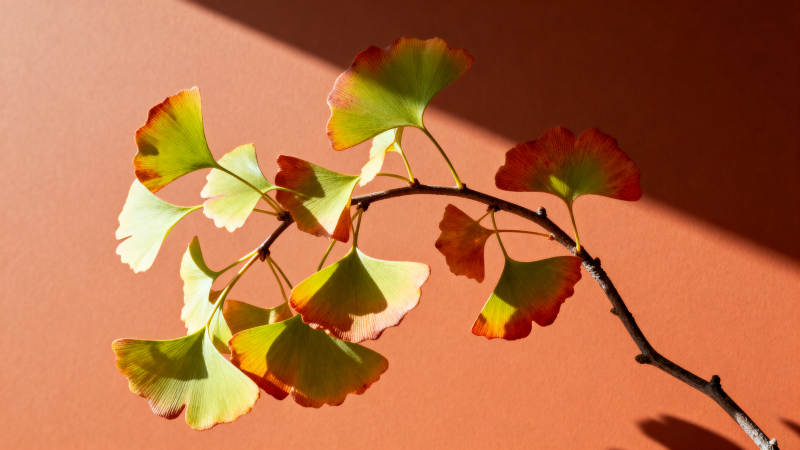 银杏叶映暖墙秋意浓图片