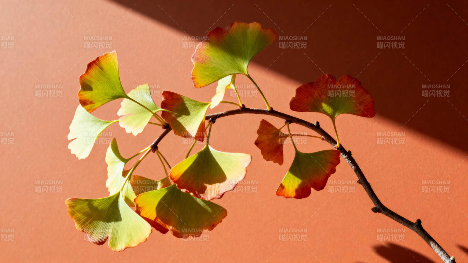 银杏叶映暖墙秋意浓图片