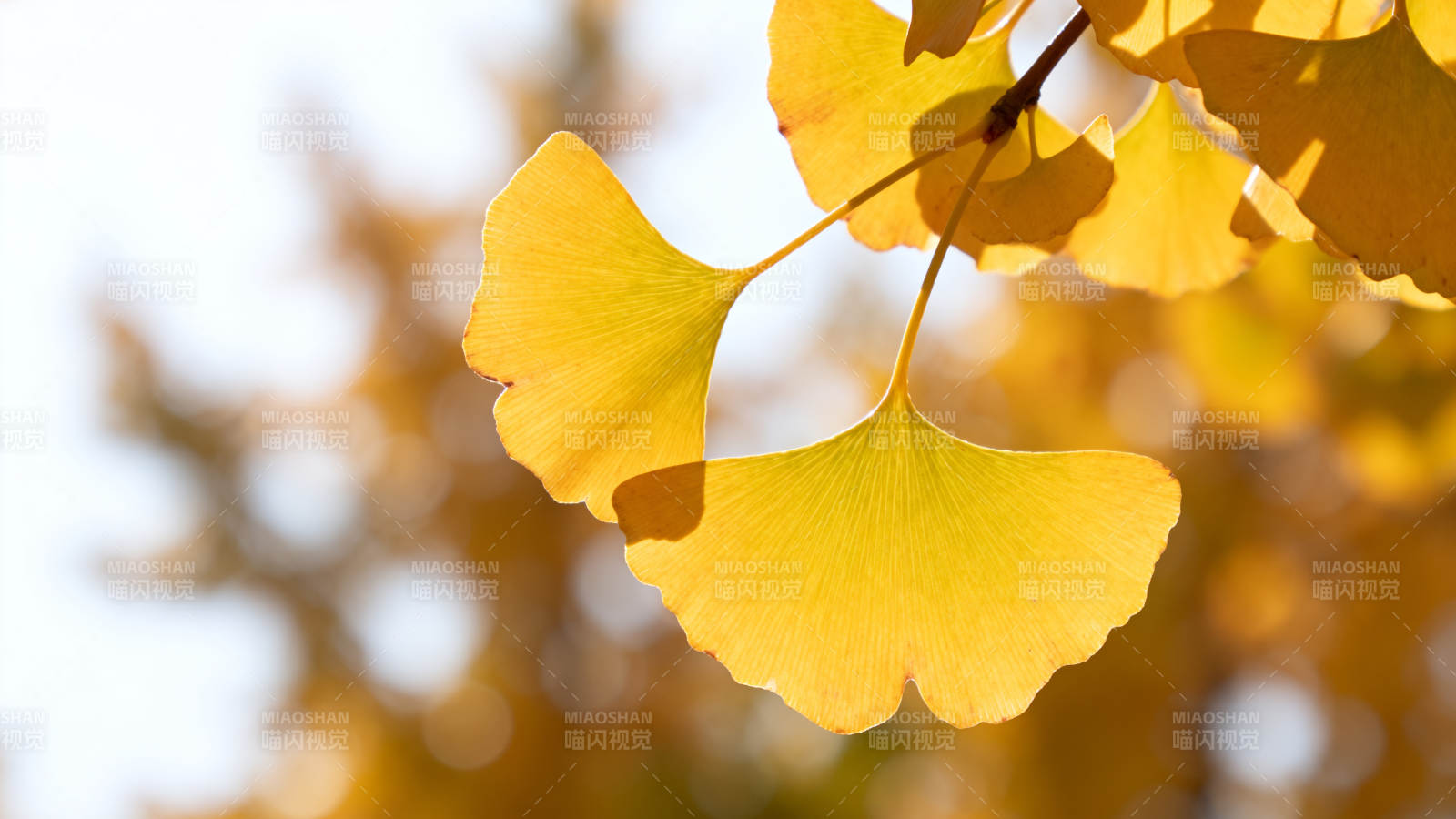 秋日银杏叶 金黄映暖阳图片