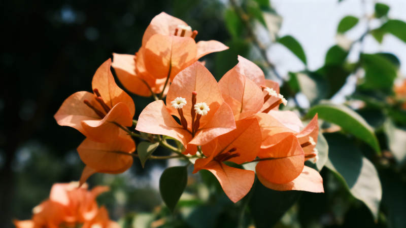 橙花绽放 绿叶相映成趣图片