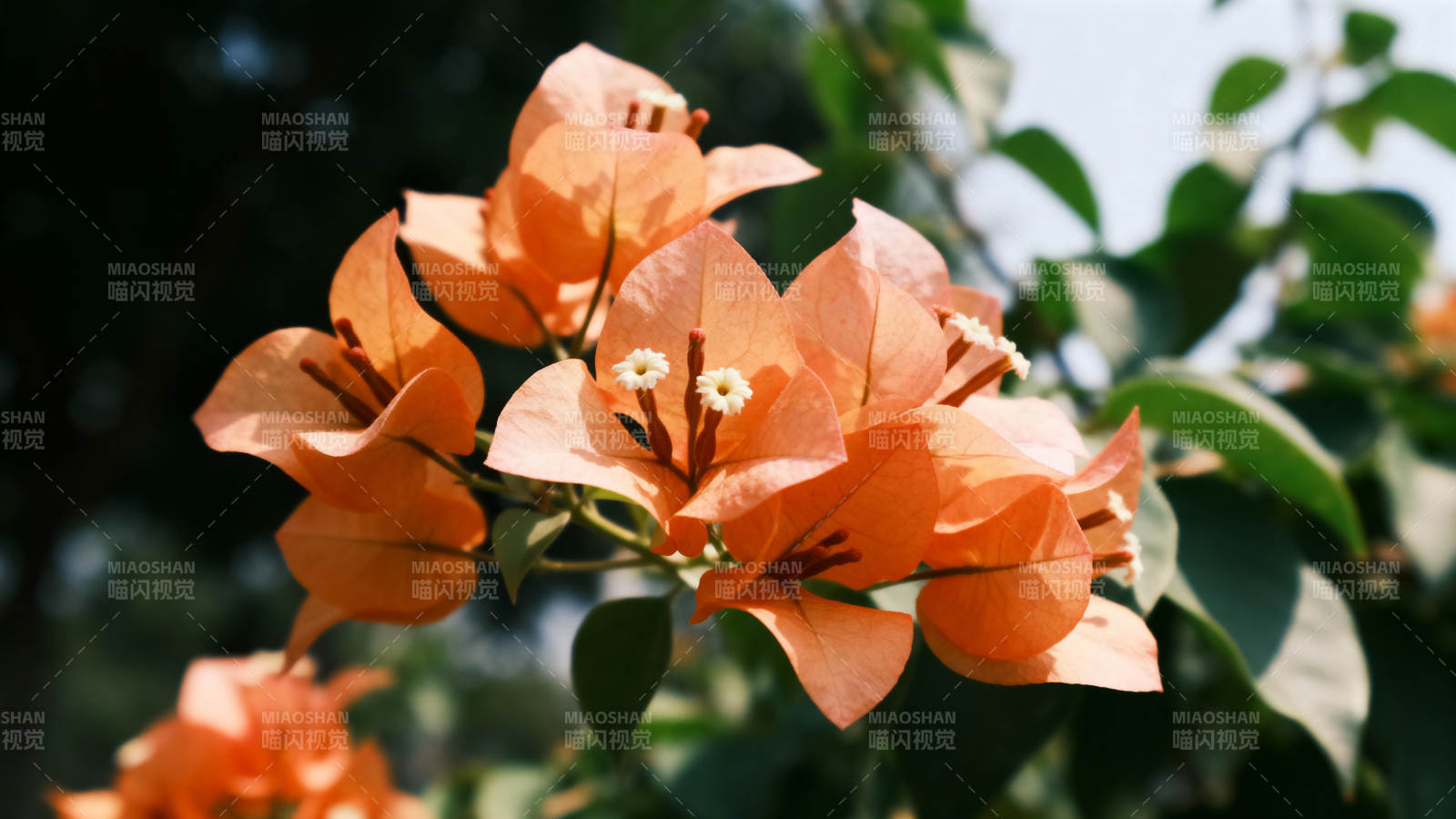 橙花绽放 绿叶相映成趣图片