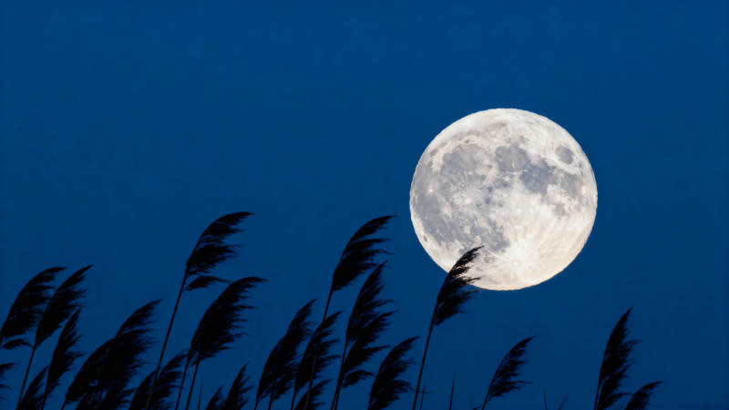 月照芦苇夜静谧图片