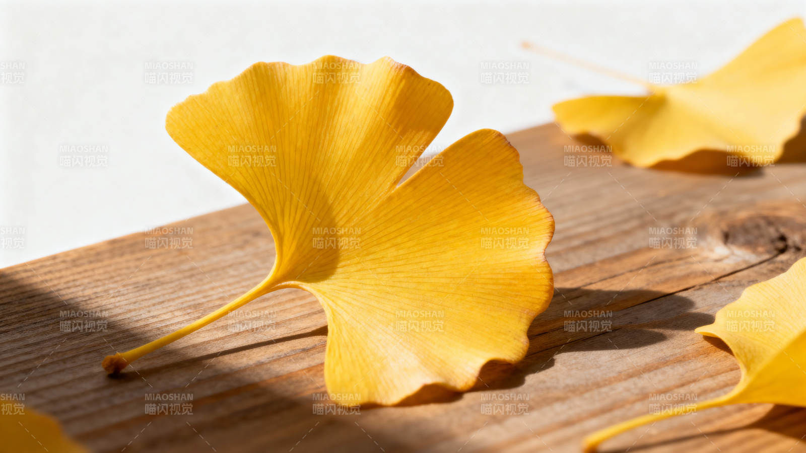 银杏叶落木桌秋意浓图片