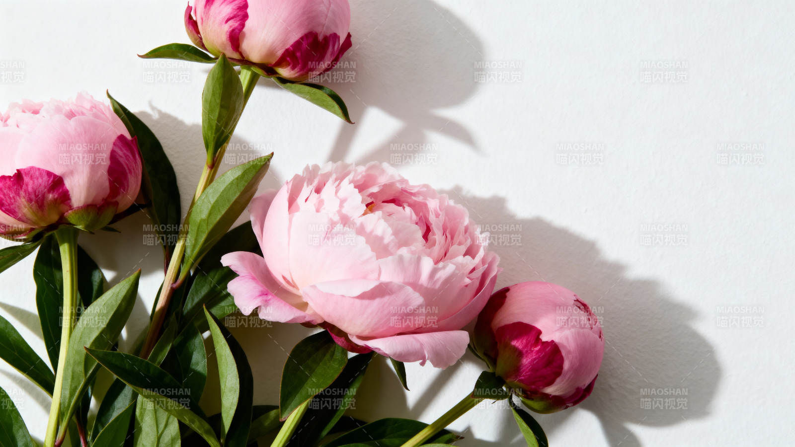 粉芍药静影 柔美绽放时图片