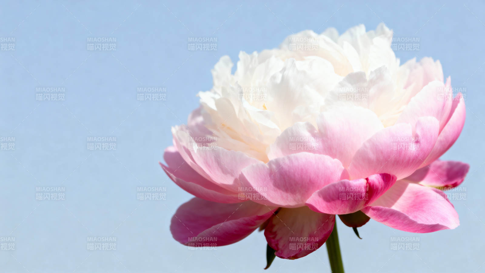粉白牡丹映蓝天图片