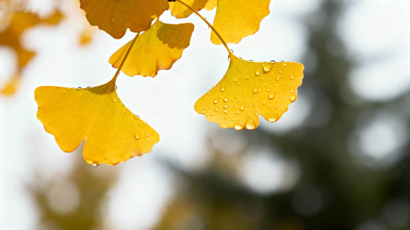 秋叶凝露 金黄如画图片