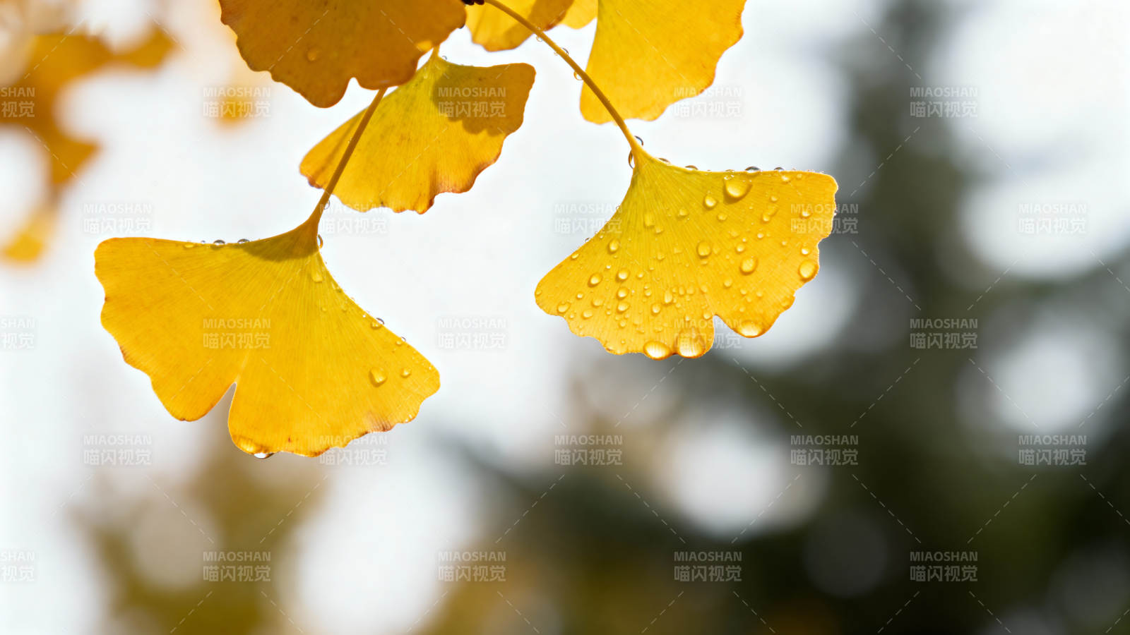 秋叶凝露 金黄如画图片