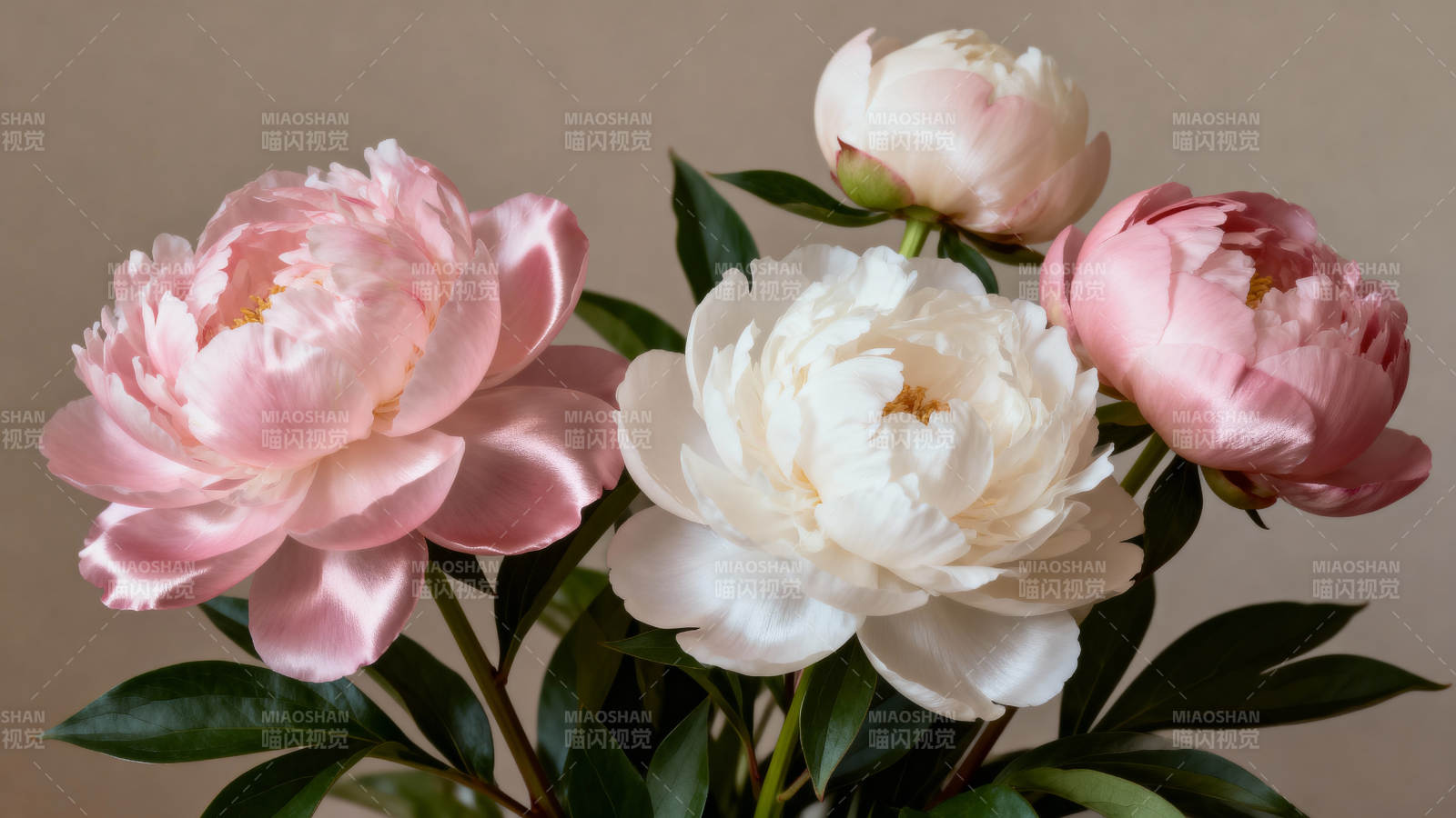 粉白牡丹 优雅绽放图片