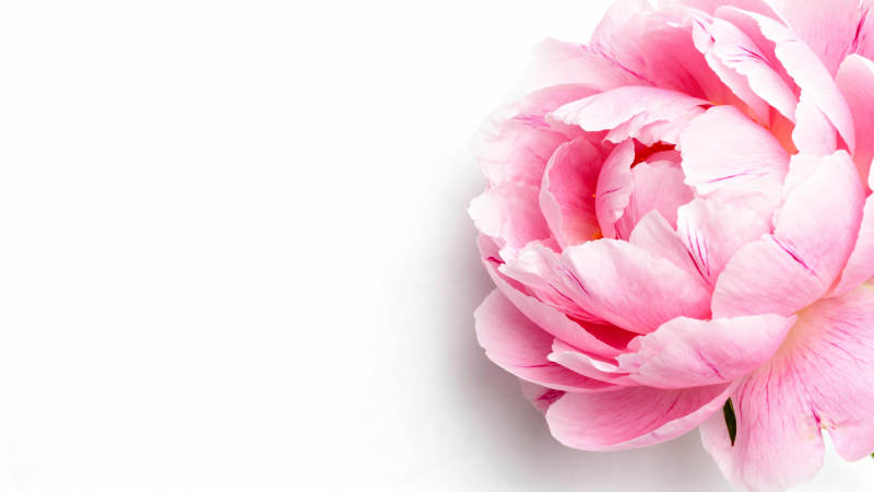 粉牡丹绽放 柔美动人图片