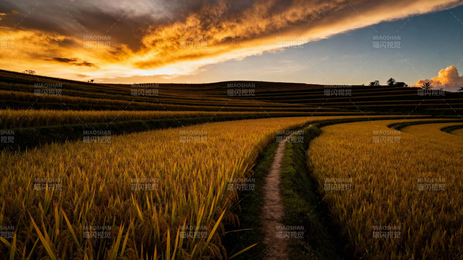 夕阳金稻 曲径通幽图片