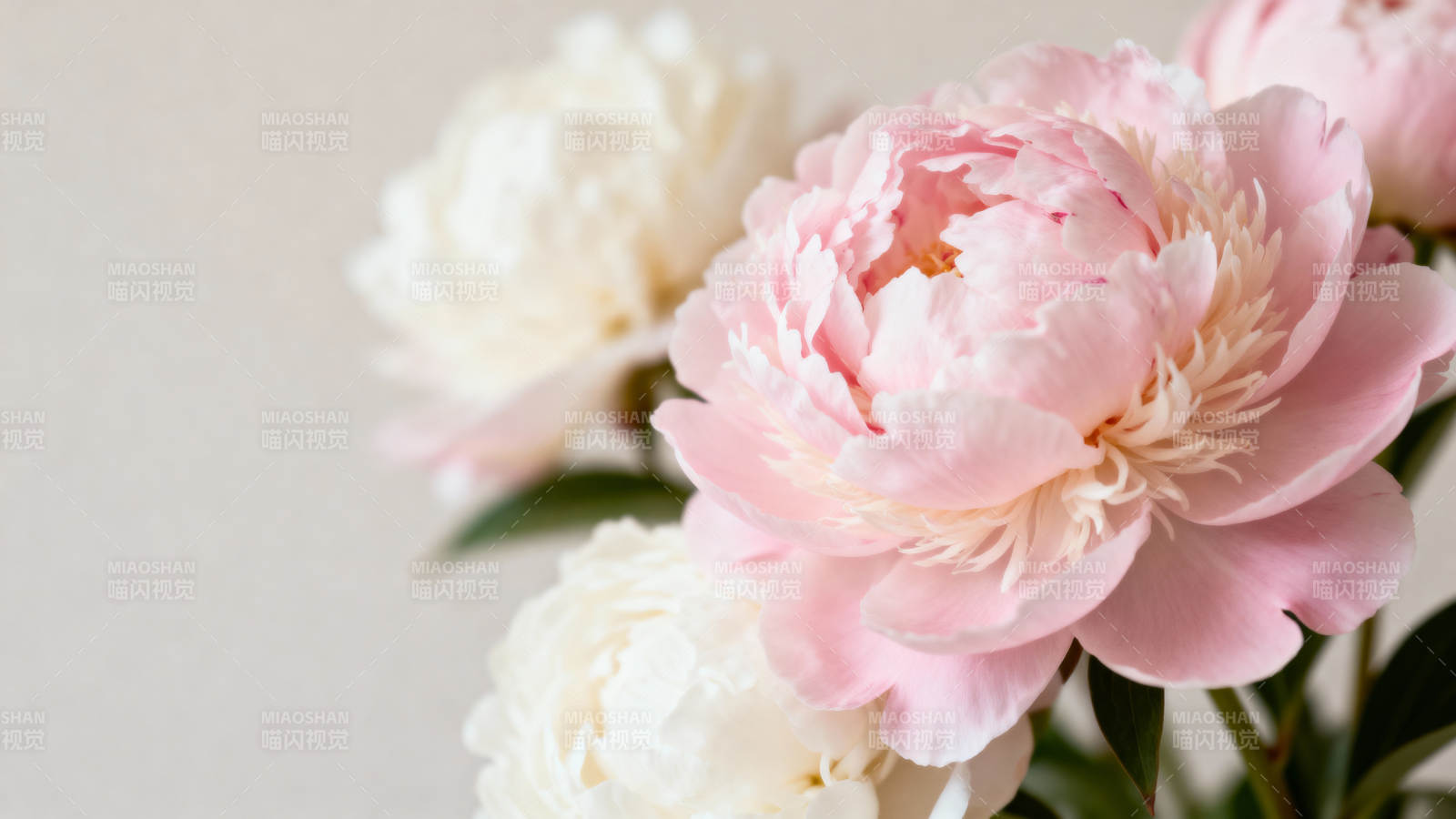 粉白牡丹 柔美绽放图片