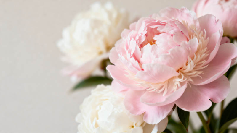 粉白牡丹 柔美绽放图片